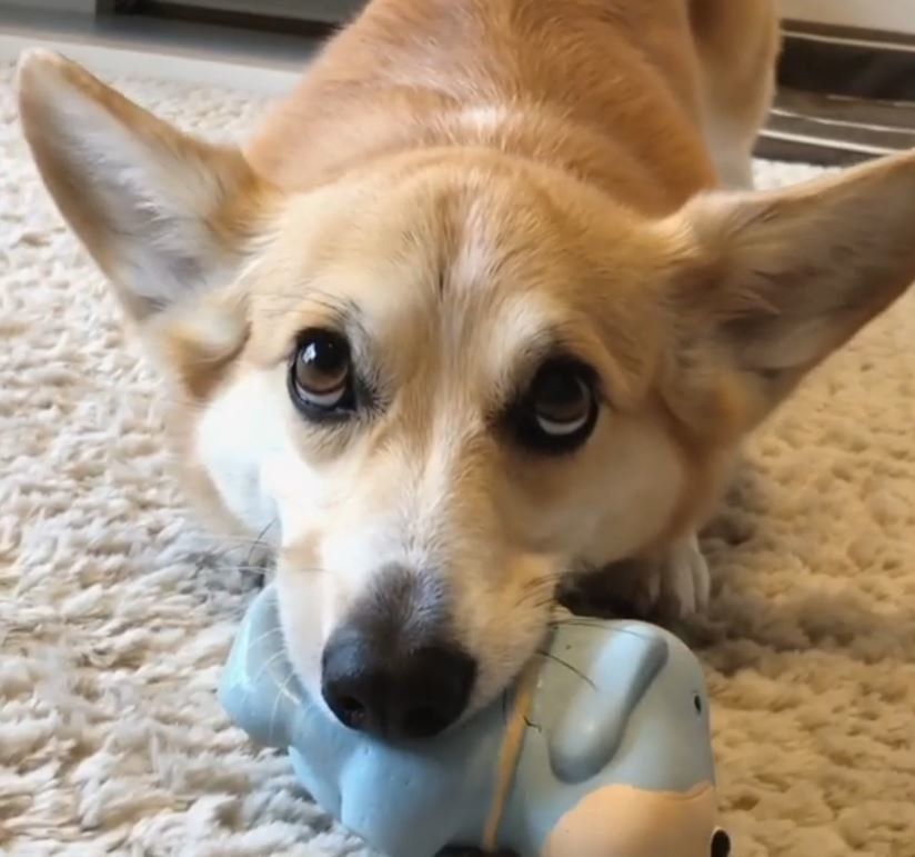 おもちゃで遊ぶコーギー