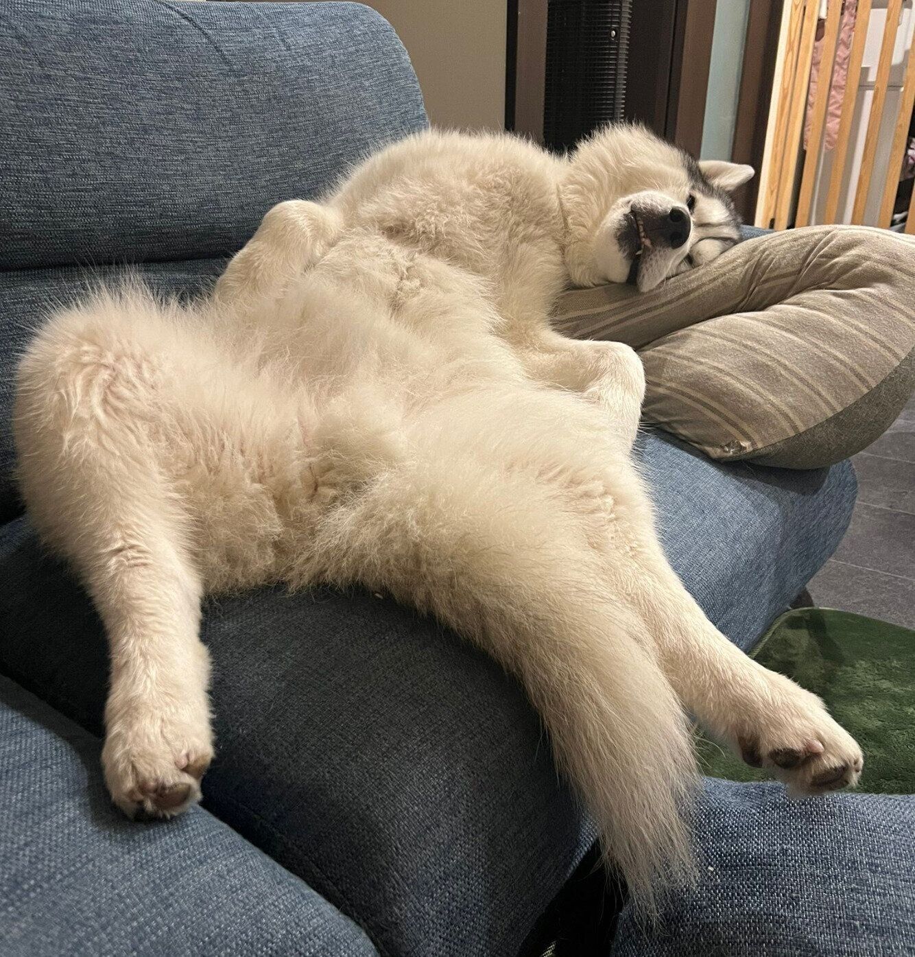 睡蓮の葉で寝る木彫りのコーギー 睡蓮の葉で寝る木彫りのコーギー