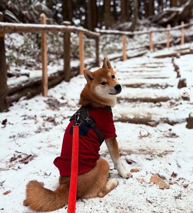 初めての雪を踏みしめて楽しむゴンくん