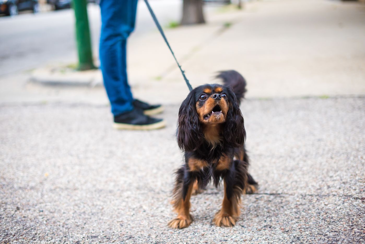 獣医師監修 犬が散歩で歩かない理由は 対処法も知ろう いぬのきもちweb Magazine 獣医師監修 犬が散歩で歩かない理由は 対処法も知ろう いぬのきもちweb Magazine