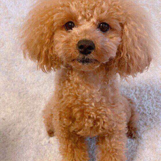 上目づかいでじーっと見つめるトイ・プードル