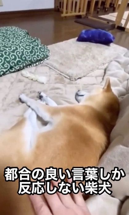 トントンと起こしても、”寝たふり”を続けるはるちゃん
