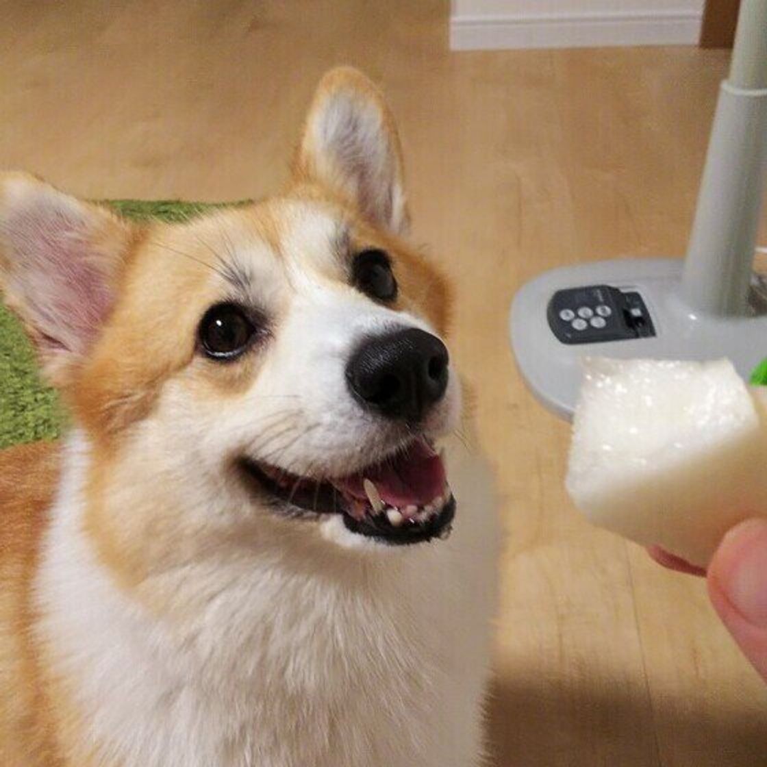 栄養士監修 犬に梨をあげるのは大丈夫 あげる時に注意すること いぬのきもちweb Magazine 栄養士監修 犬に梨をあげるのは大丈夫 あげる時に注意すること いぬのきもちweb Magazine