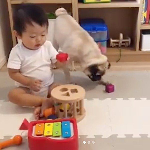 赤ちゃんと見守るパグ