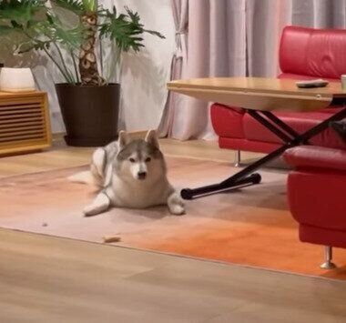 疑惑の目を向ける文太くん