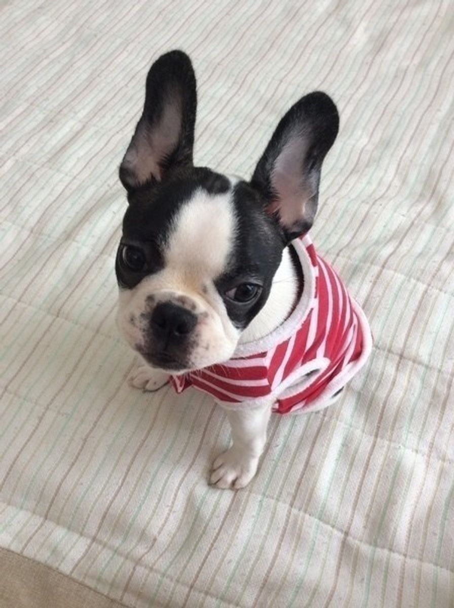 ぺちゃんこな鼻も愛おしい フレンチ ブルドッグの胸きゅんショット いぬのきもちweb Magazine ぺちゃんこな鼻も愛おしい フレンチ ブルドッグの胸きゅんショット いぬのきもちweb Magazine