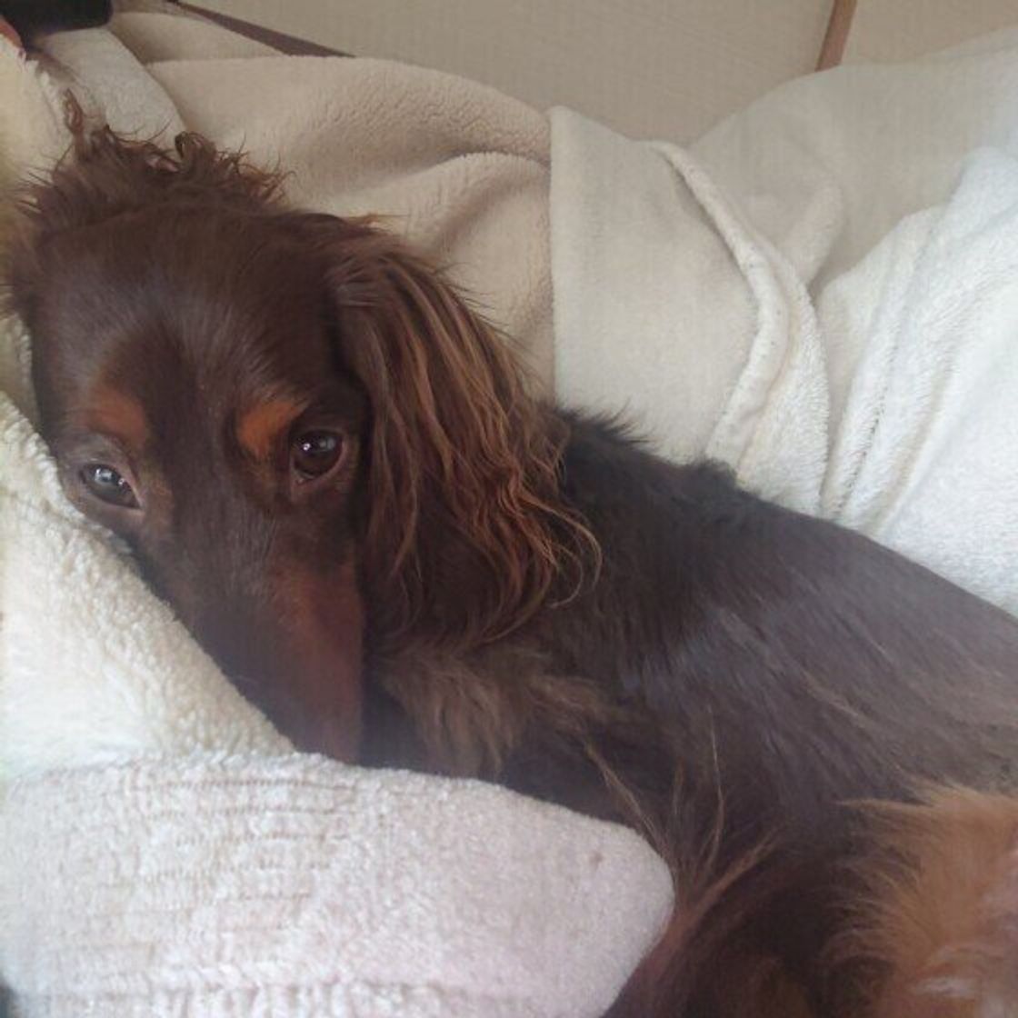 飼い主さんにくっついて眠る犬の気持ちとは かわいい寝姿の写真も いぬのきもちweb Magazine 飼い主さんにくっついて眠る犬の気持ちとは かわいい寝姿の写真も いぬのきもちweb Magazine