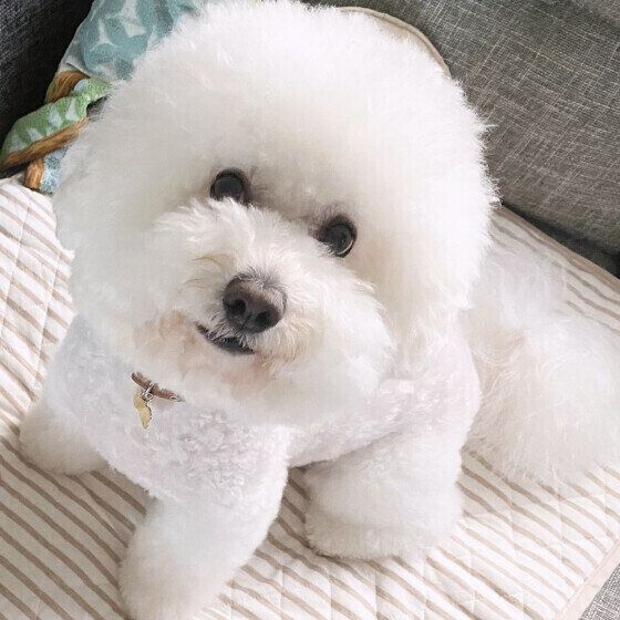 ビション・フリーゼのラテちゃん