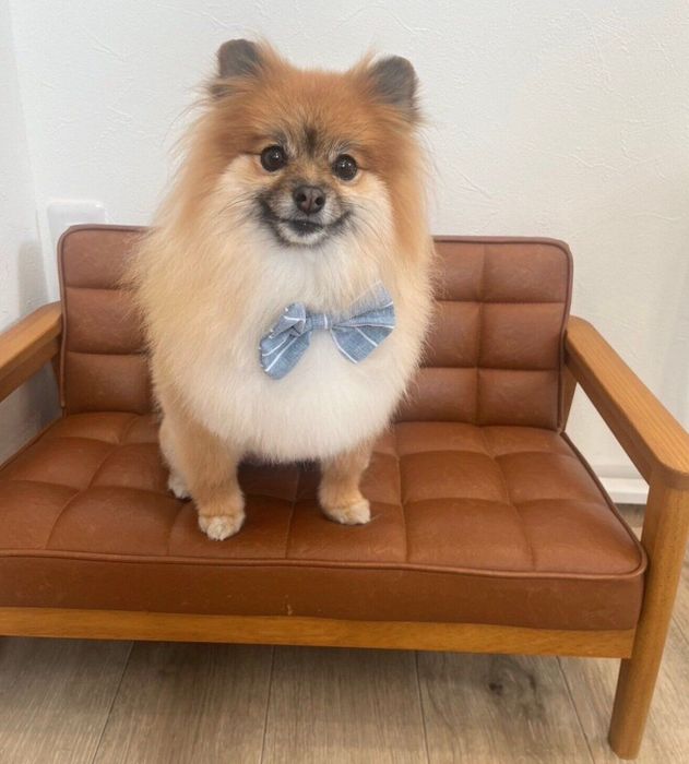 ソファに座るぽてとちゃん