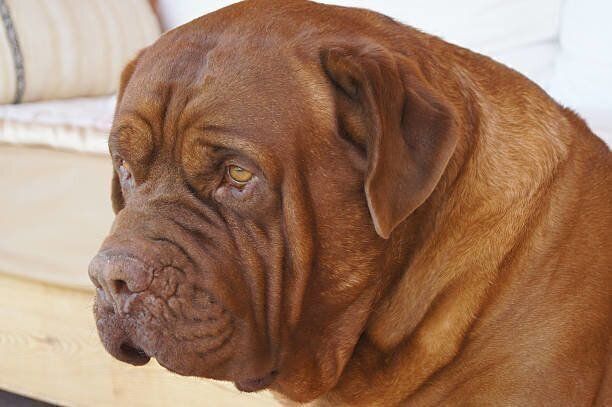 ボルドー・マスティフ