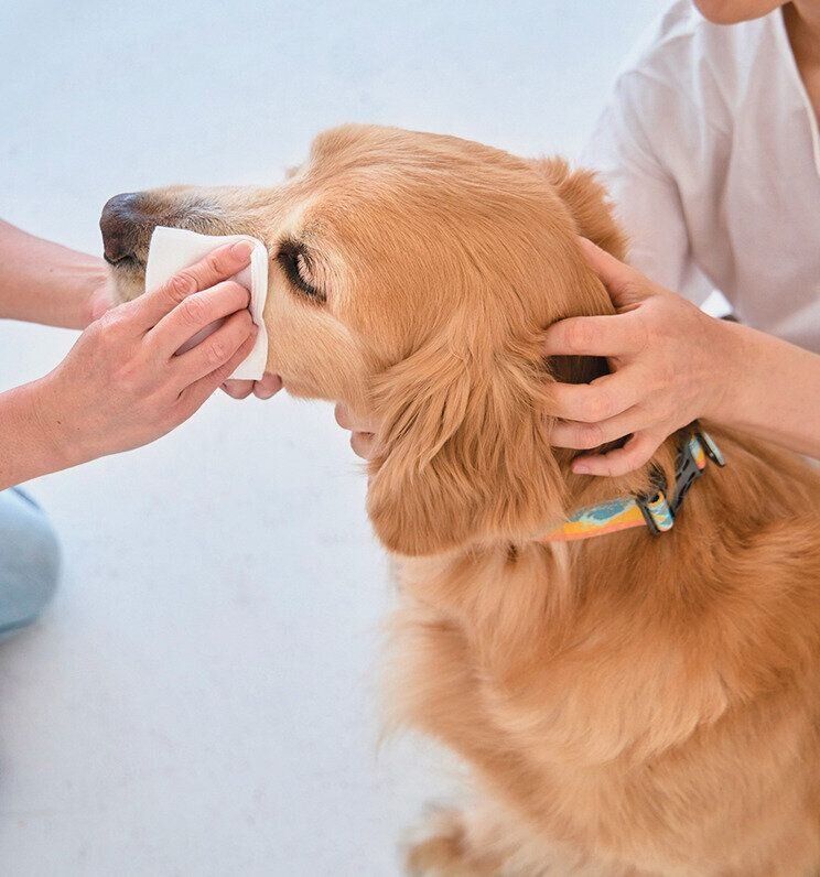 目ヤニをふかれる大型犬