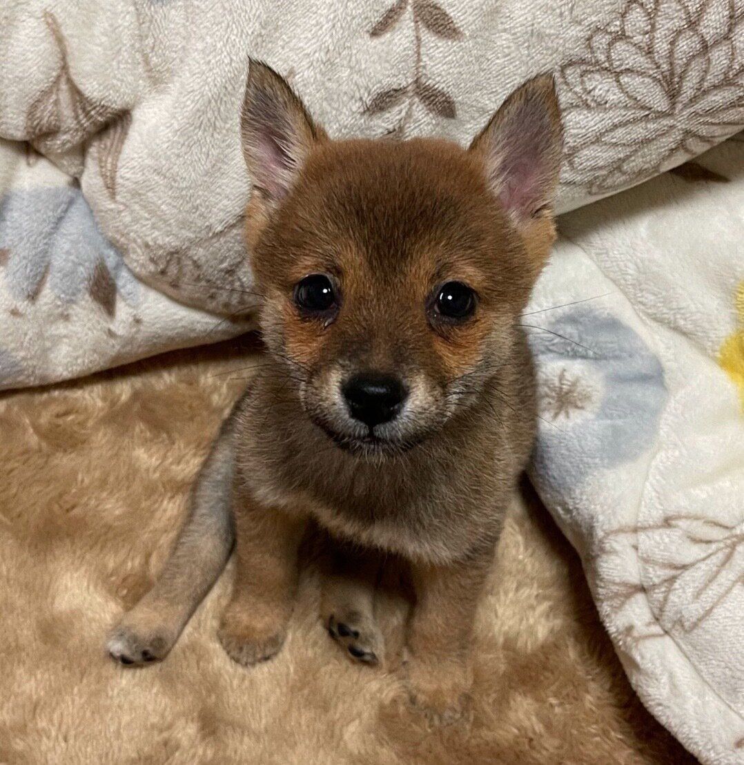 お迎え初日のメイちゃん