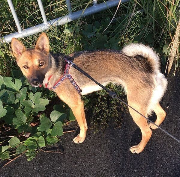 散歩するいのちゃん