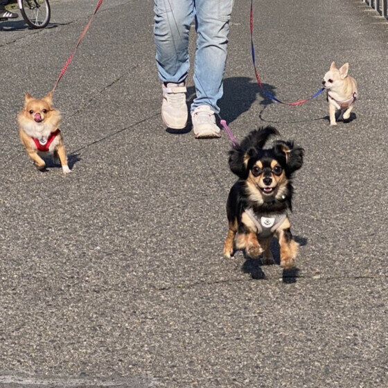 クウ  Ｍｉｘ（雑種）小型犬　末っ子で一番元気