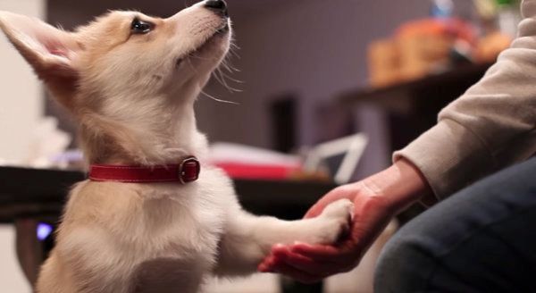 初めてお手ができたコーギー