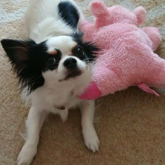 チワワとぬいぐるみ