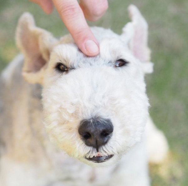 元保護犬・こっぺぱんちゃん