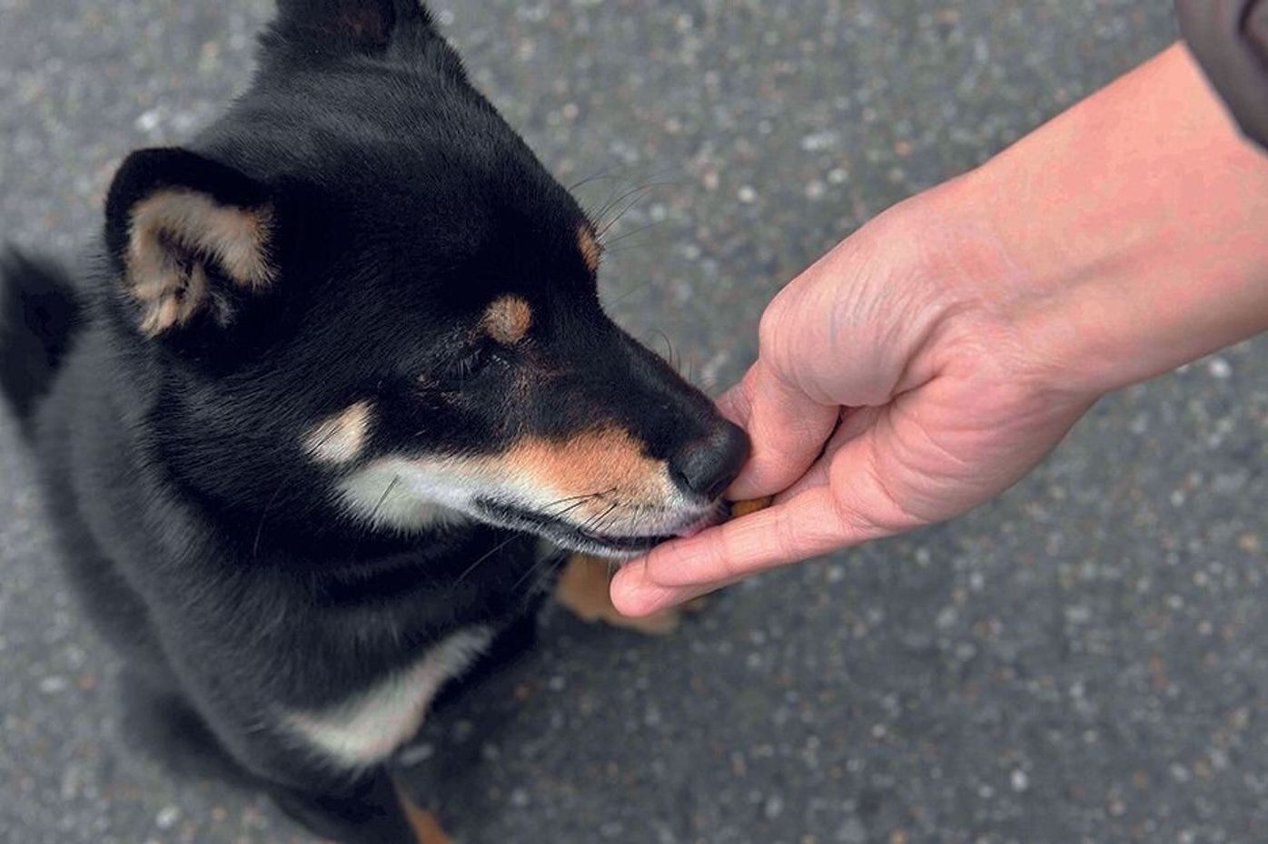 おやつの与え方をマスターすれば 愛犬の吠えグセ は直せる いぬのきもちweb Magazine おやつの与え方をマスターすれば 愛犬の吠えグセ は直せる いぬのきもちweb Magazine