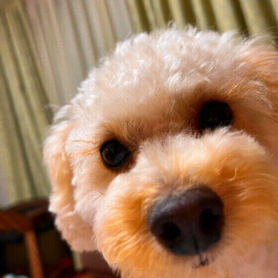 トイ・プードル