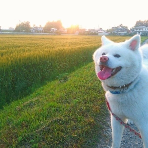 夕日を背にした秋田犬