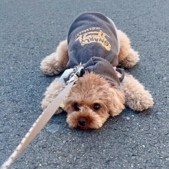 散歩中に座ったり伏せて動かなくなる？ 犬が「散歩拒否」をする理由 いぬのきもち