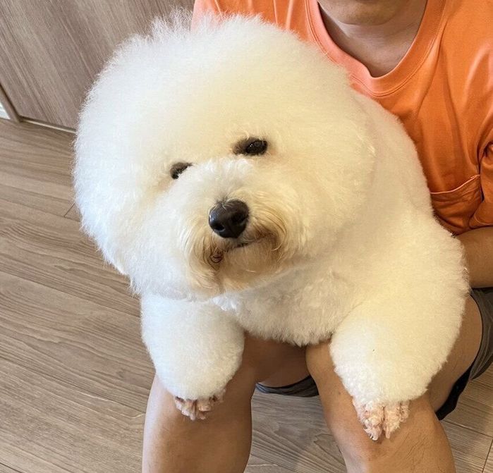 飼い主さんのひざにのるめろちゃん