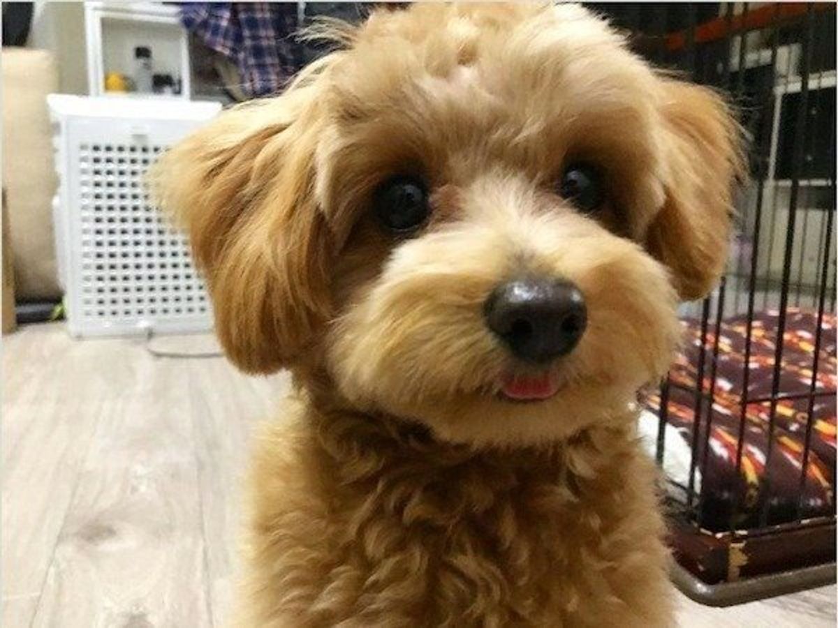 可愛い 舌しまい忘れ犬 たち 舌を出す理由も知ってる いぬのきもちweb Magazine 可愛い 舌しまい忘れ犬 たち 舌を出す理由も知ってる いぬのきもちweb Magazine