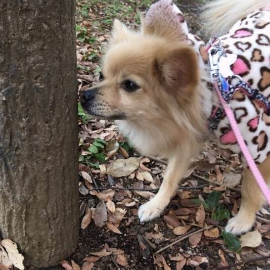 MIX・ももちゃん・ニオイかぎ