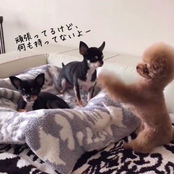 ちょうだいポーズワンコ