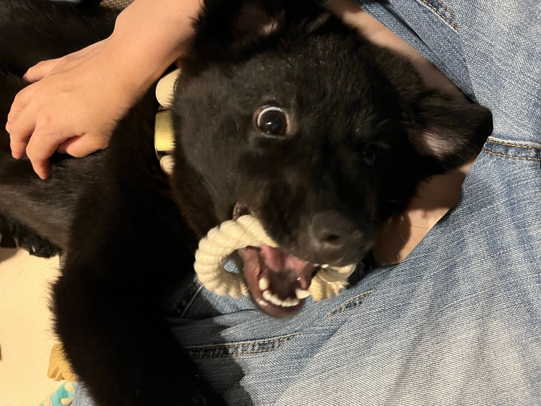 おもちゃで遊ぶシュレディンガーくん