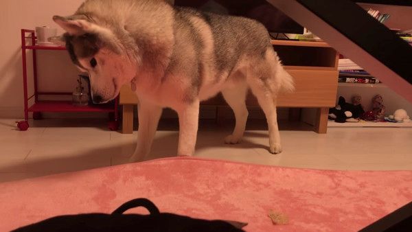 絨毯で遊ぶシベリアン・ハスキー