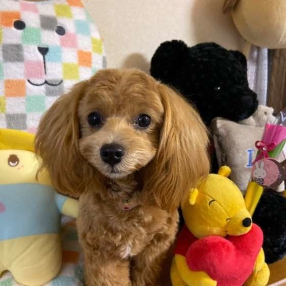 ぬいぐるみに囲まれる犬