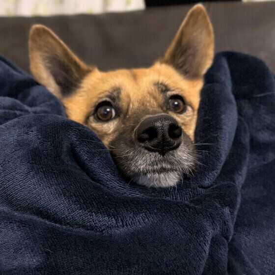 急激な寒暖差で起こる犬のヒートショックの症状と異変に気がつくポイントとは いぬのきもち