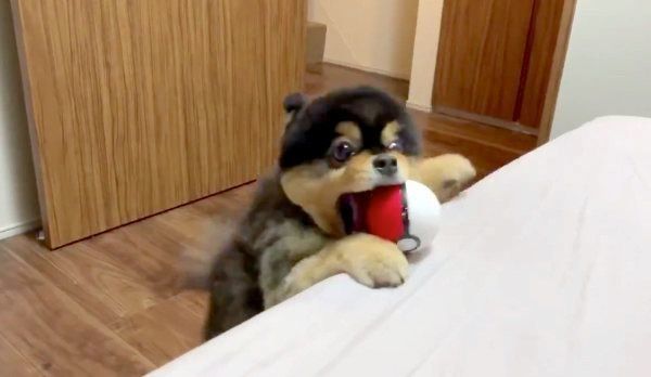 「モンスターボール」で遊ぶたろ吉ちゃん