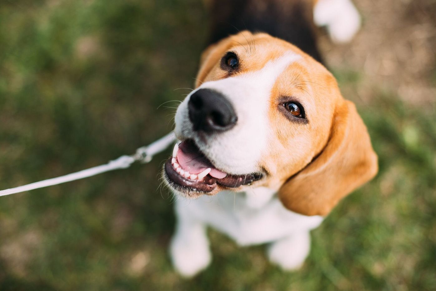 獣医師監修 犬の歯石除去の方法は 麻酔のリスクや自宅ケアを解説 いぬのきもちweb Magazine 獣医師監修 犬の歯石除去の方法は 麻酔のリスクや自宅ケアを解説 いぬのきもちweb Magazine