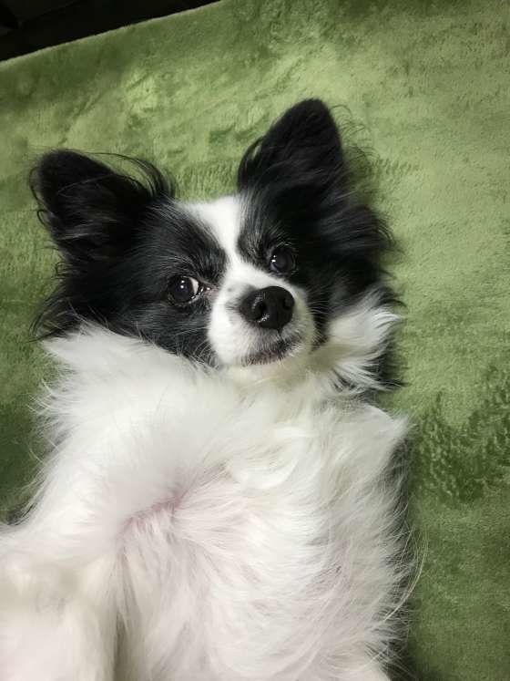 かわいいパピヨン