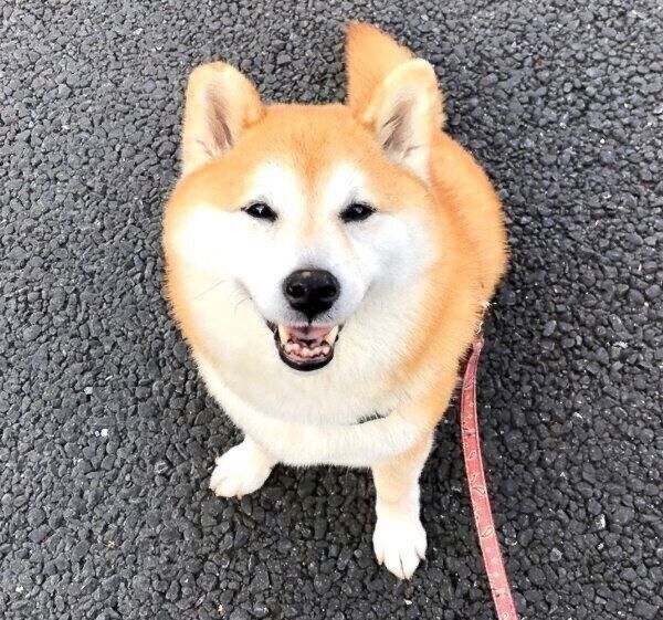 笑顔で飼い主さんを見つめるまるちゃん