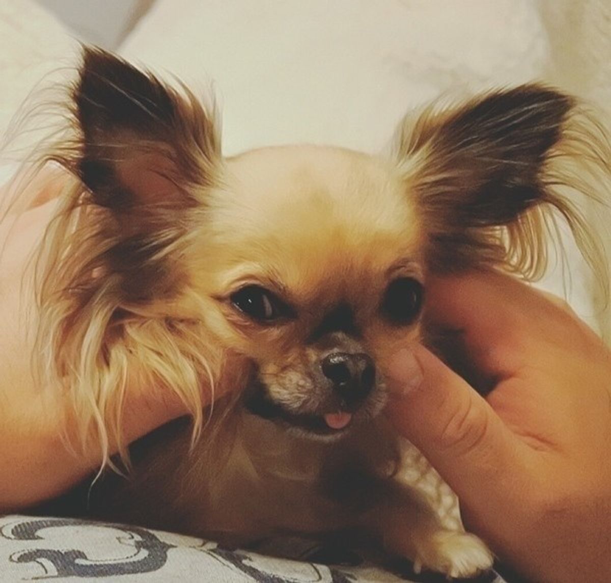 力加減はどのくらいが正解 マッサージで気力や体力を高めて 愛犬のストレス解消に いぬのきもちweb Magazine 力加減はどのくらいが正解 マッサージで気力や体力を高めて 愛犬のストレス解消に いぬのきもちweb Magazine