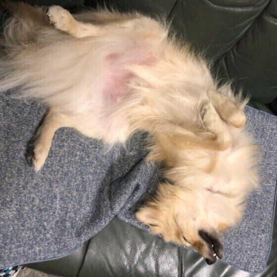 ポメラニアンのことちゃん