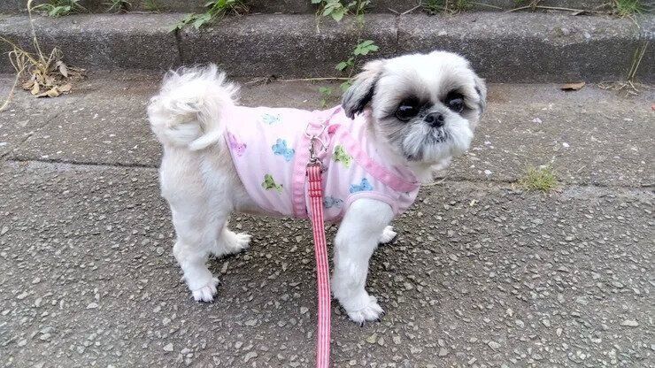 まあこパパさんの写真