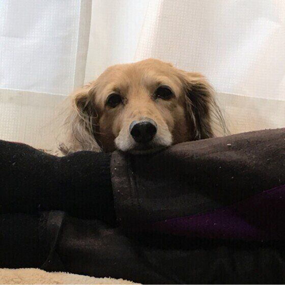 見つめるグーフィーくん（ミニチュア・ダックスフンド）