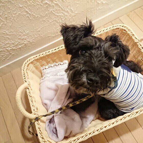 見上げるミニチュア・シュナウザー