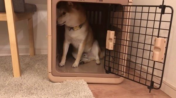 おかわりアピールをする柴犬