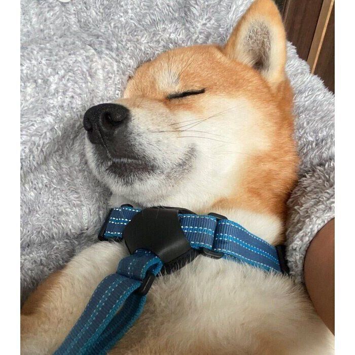 されるがままの福ちゃん