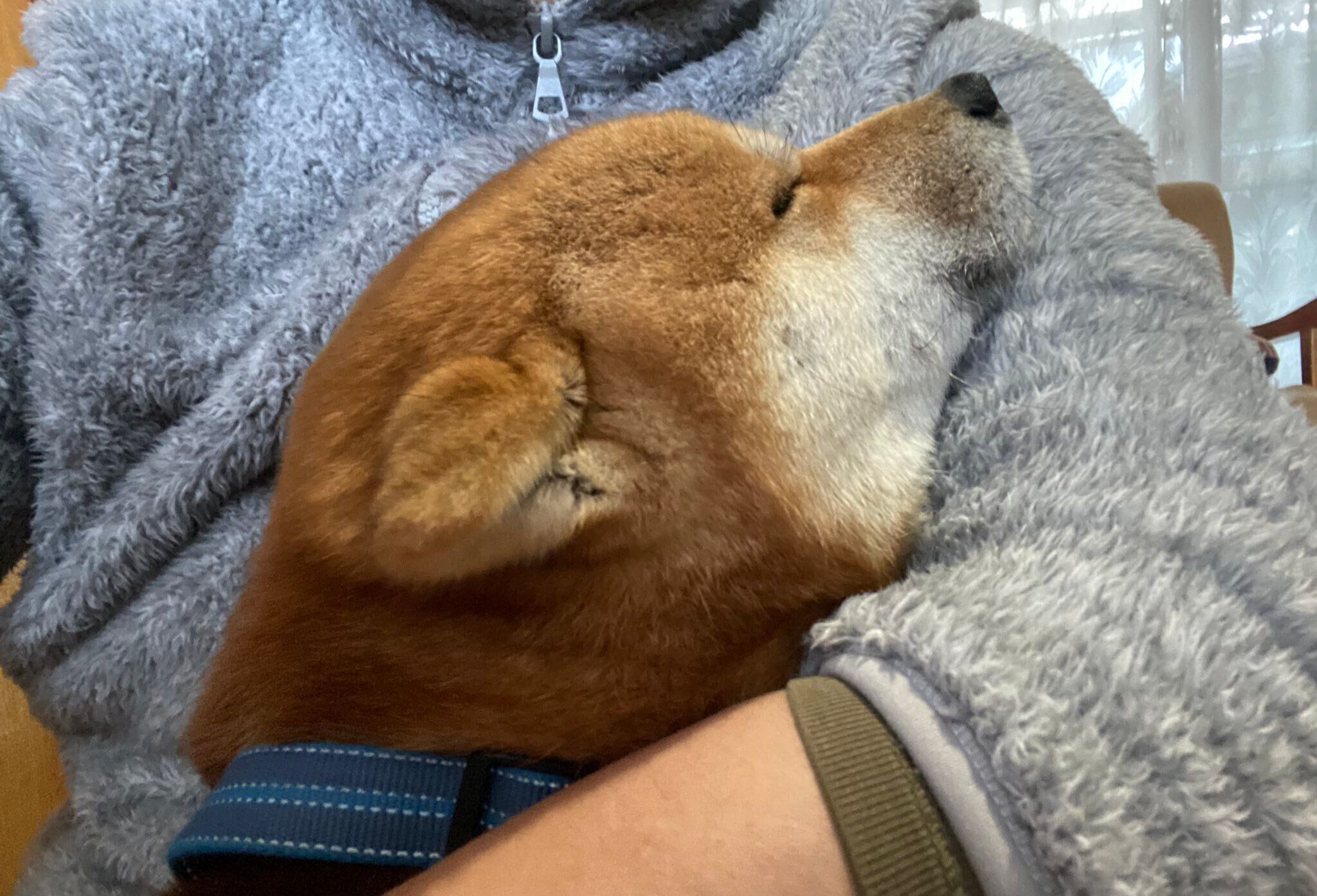 幸せそうな福ちゃん