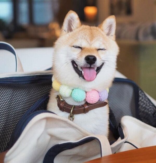 笑顔のたまちゃん