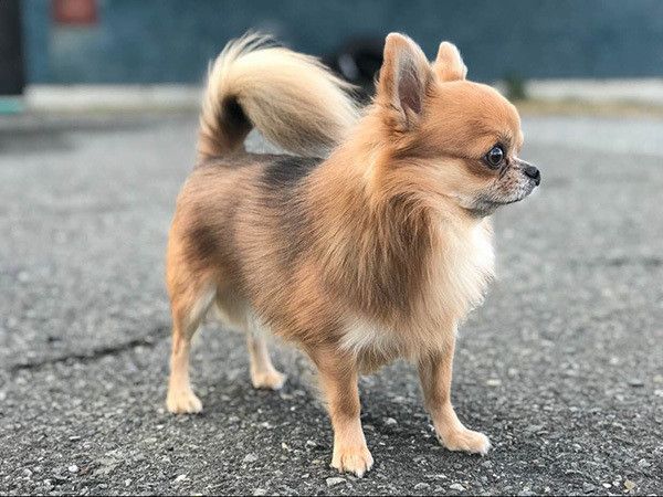 散歩するチワワ