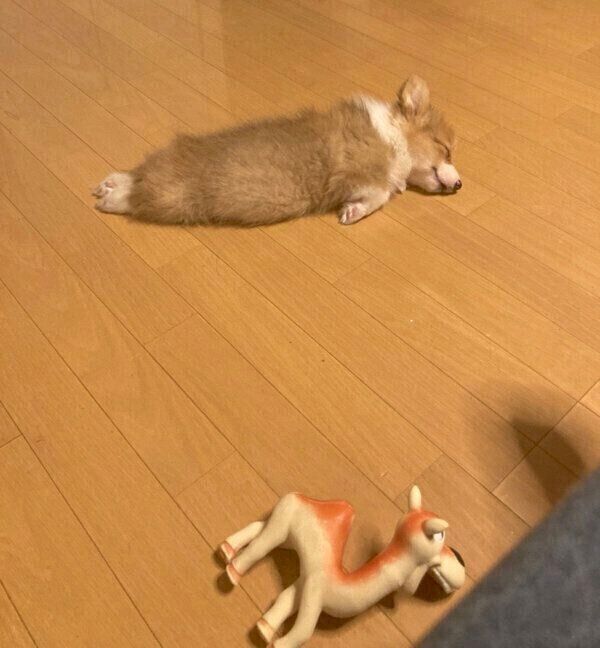 電池切れしちゃったぺぺちゃん