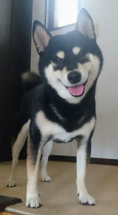 笑顔がとてもかわいらしい星丸くんです