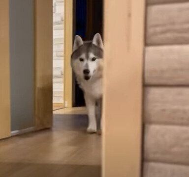 ハスキーの文太くん♡